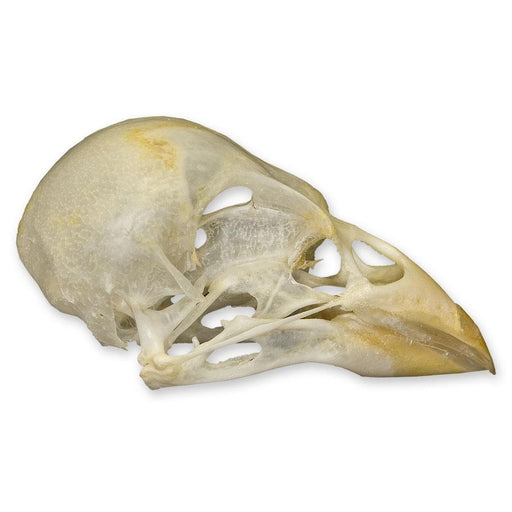 Real Society Finch Skull