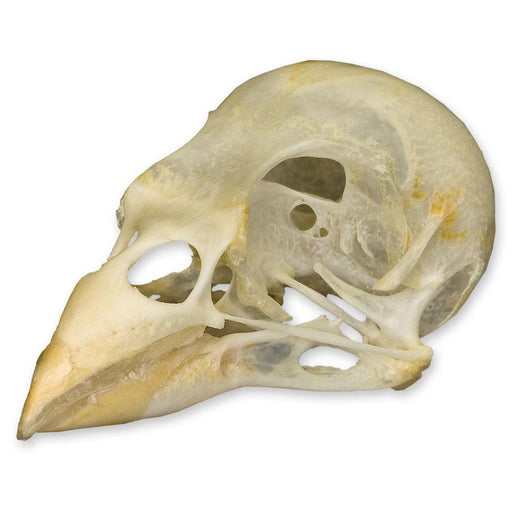 Real Society Finch Skull