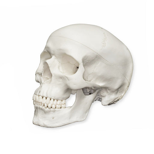 Replica Human Skull Standard