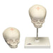 Replica Human Fetal; 30 weeks Skull