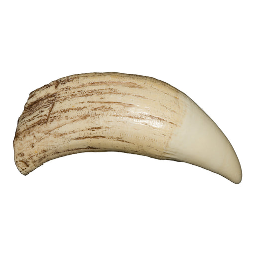 Replica Sperm Whale Tooth