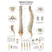 Spinal Column Chart - Laminated