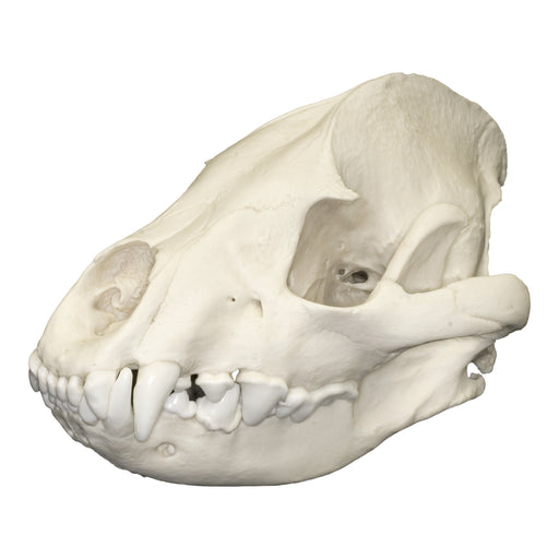 Replica Spotted Hyena Skull