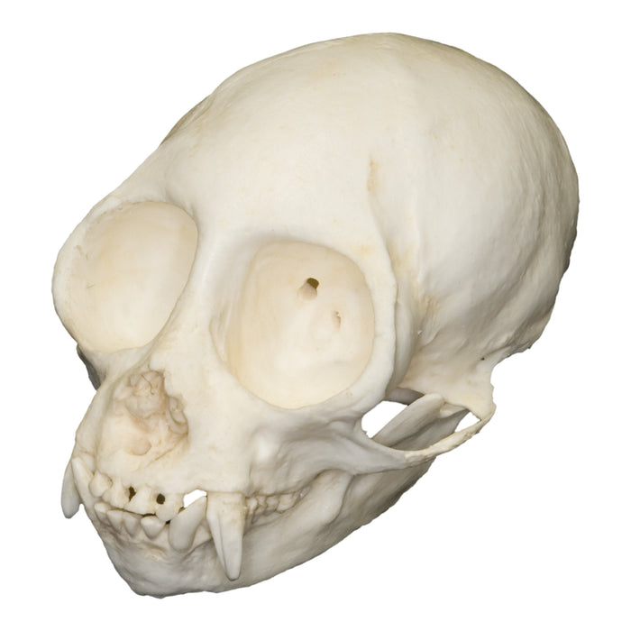 Replica Squirrel Monkey Skull