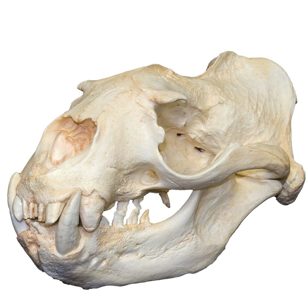 Replica Steller Sea Lion Skull (Male) For Sale — Skulls Unlimited