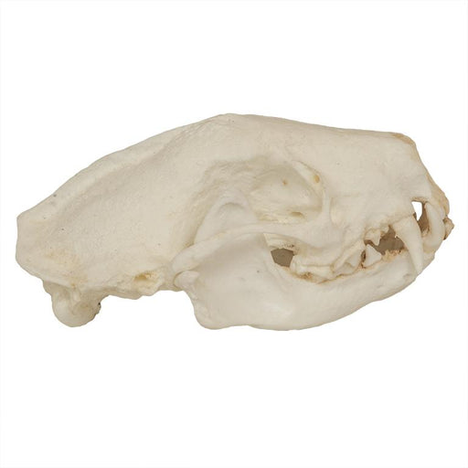 Replica Striped Skunk Skull