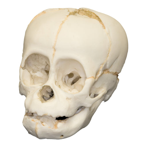 Replica Sumatran Orangutan Fetal Skull