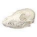 Real Swift Fox Skull