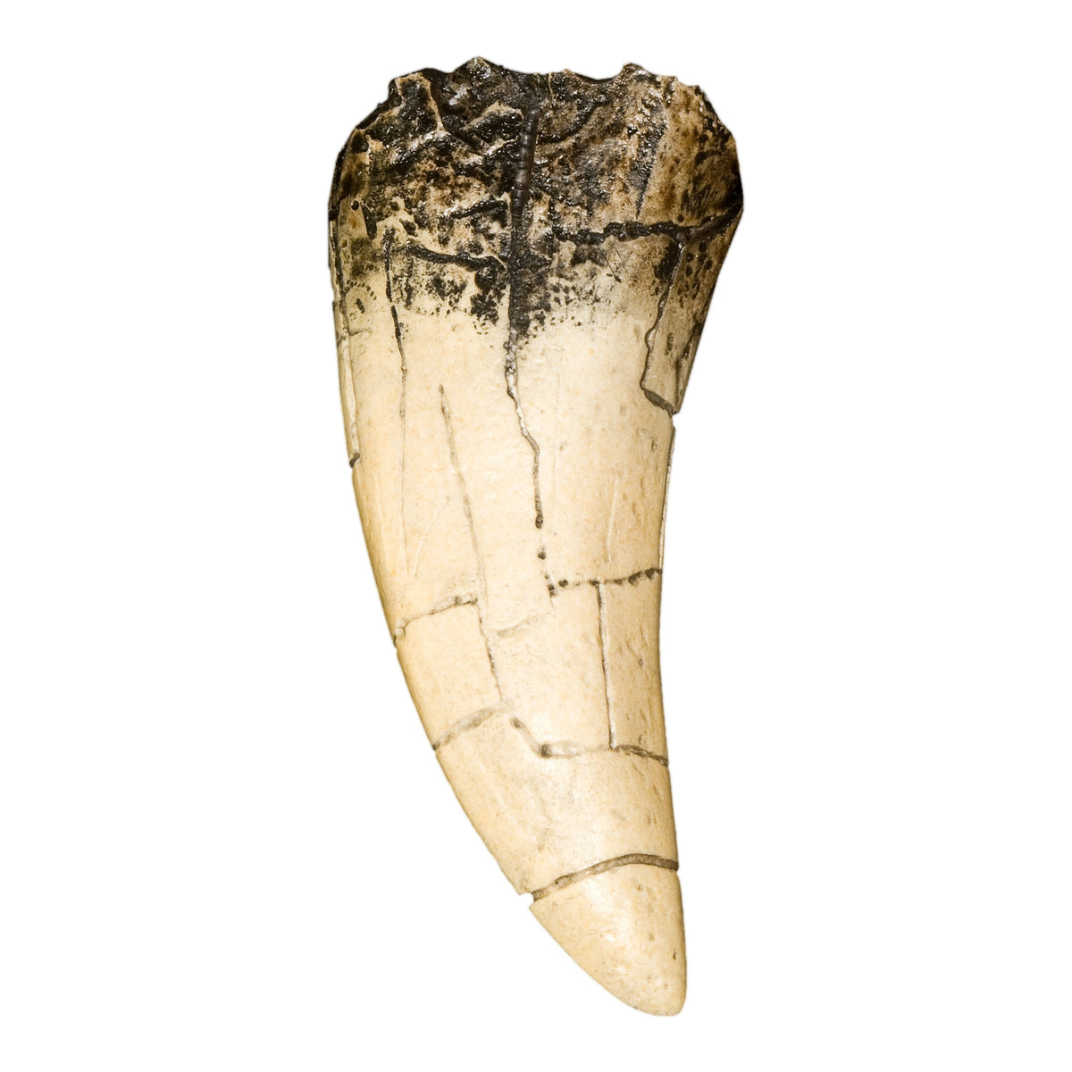 Replica T. Rex Tooth For Sale Skulls Unlimited International Inc