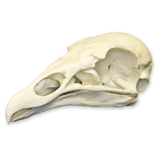 Replica Turkey Vulture Skull