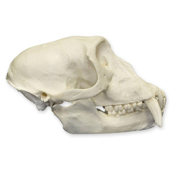 Replica Patas Monkey Skull