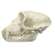 Replica Patas Monkey Skull