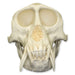 Replica Patas Monkey Skull