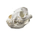 Replica Striped Hyena Skull - Female