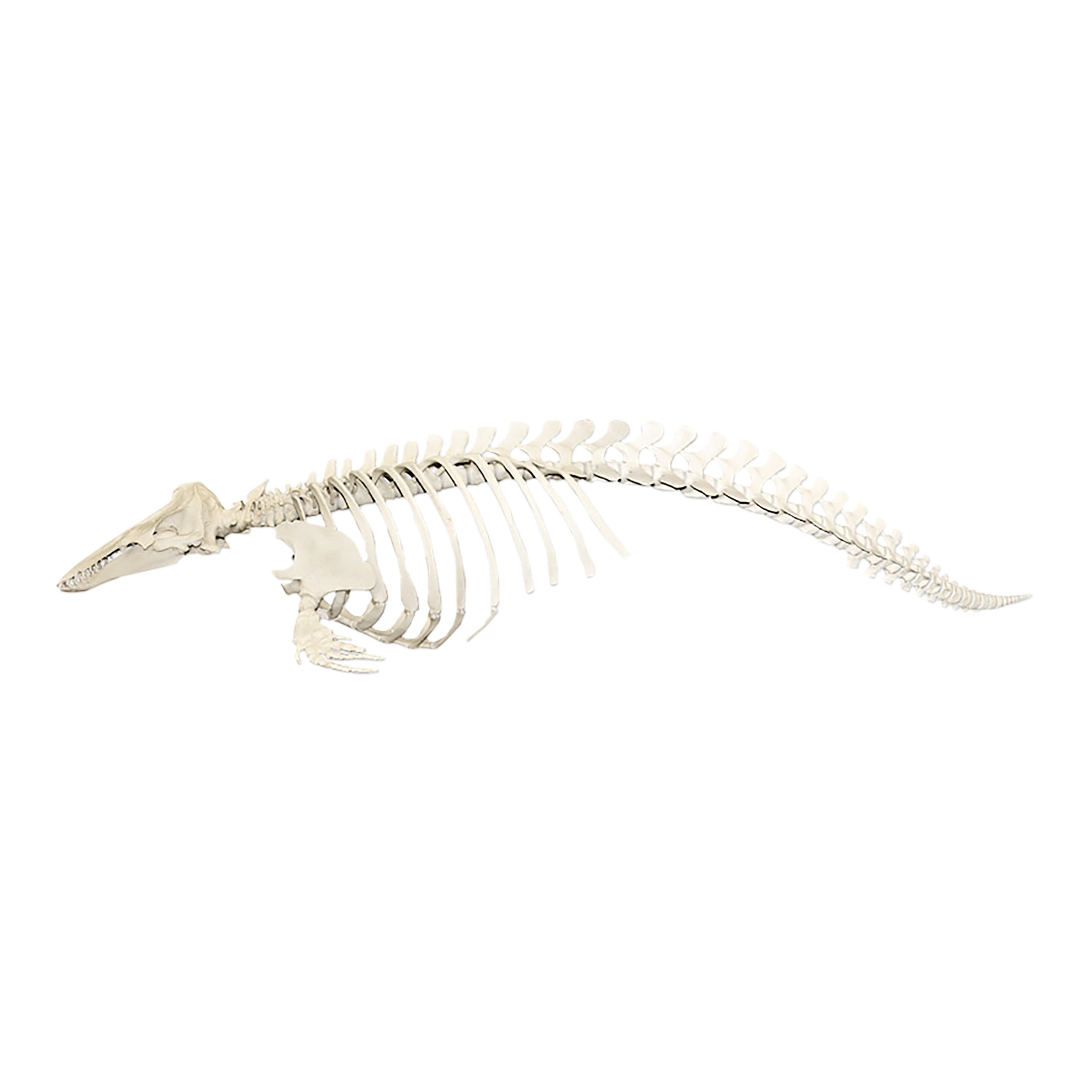 Replica Beluga Skeleton for Sale — Skulls Unlimited International, Inc.