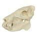 Replica Peccary Skull