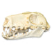 Replica Hammerhead Fruit Bat Skull (Female)