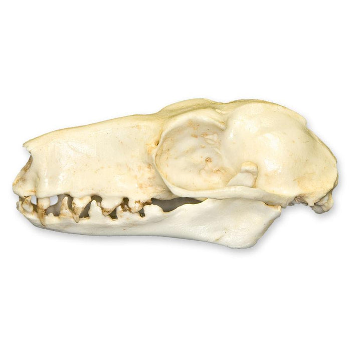 Replica Hammerhead Fruit Bat Skull (Female)