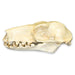 Replica Hammerhead Fruit Bat Skull (Female)