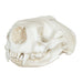 Replica Sea Otter Skull