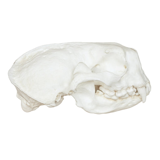 Replica Sea Otter Skull