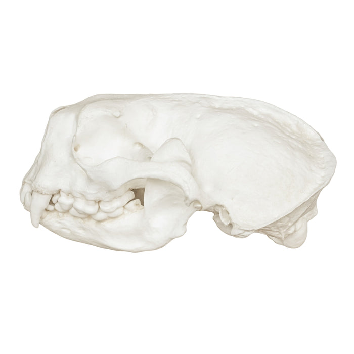 Replica Sea Otter Skull