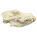 Replica German Shepherd Skull