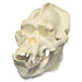 Replica Bornean Orangutan Skull (Male)