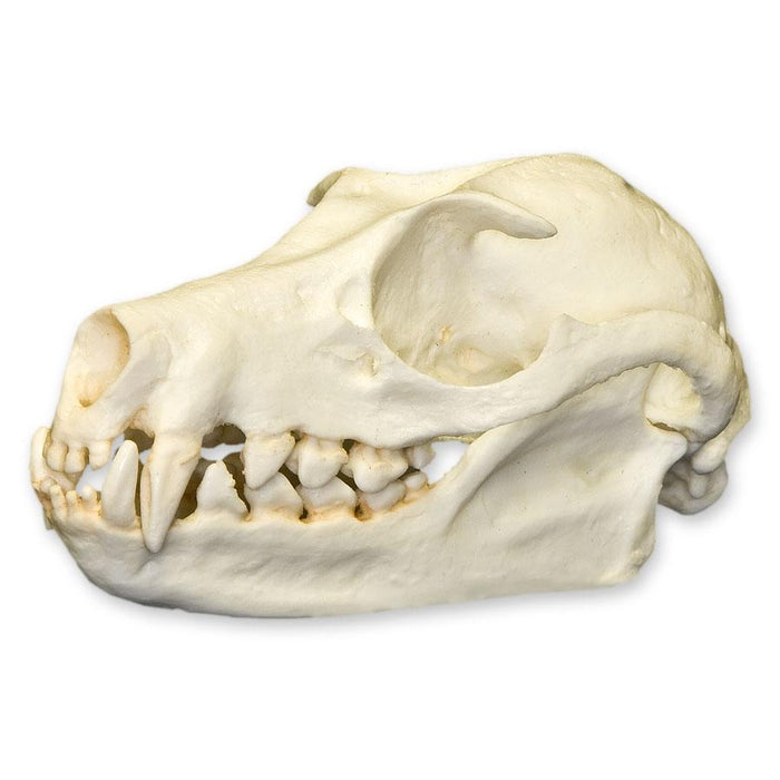 Replica Fruit Bat Skull