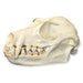 Replica Fruit Bat Skull