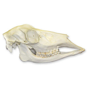 Replica Whitetail Deer Skull For Sale — Skulls Unlimited International ...