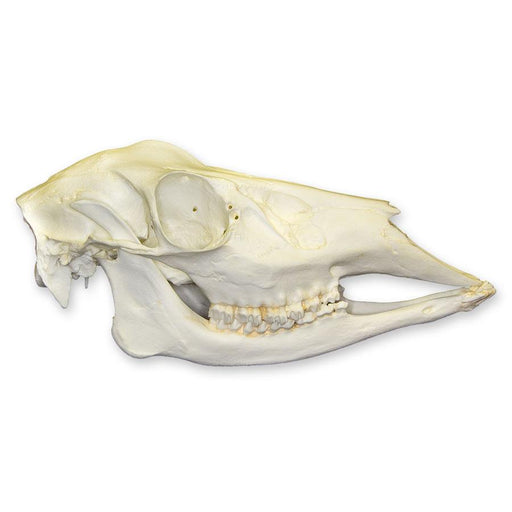 Replica Whitetail Deer Skull