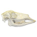 Replica Whitetail Deer Skull