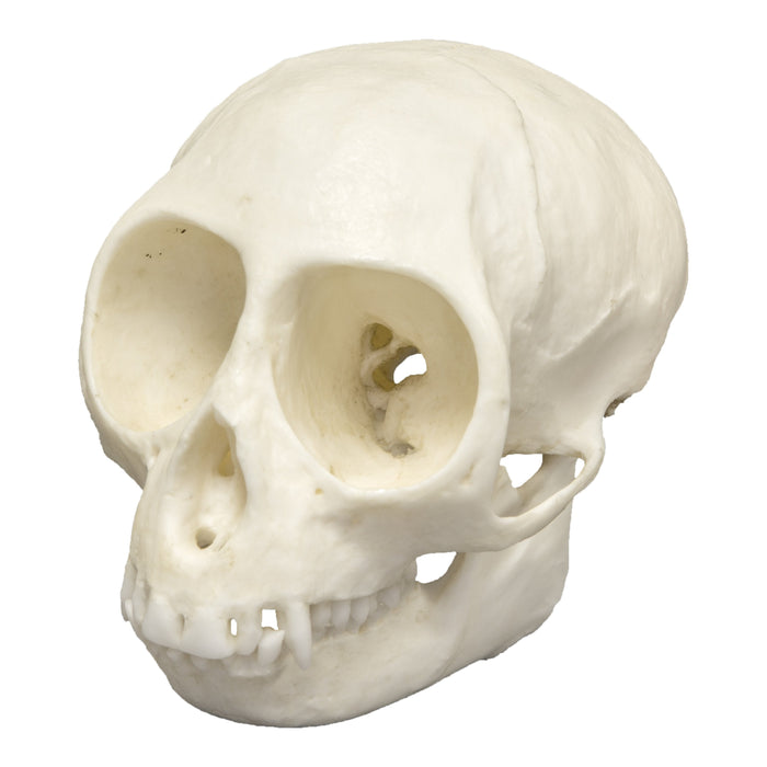 Replica Talapoin Skull