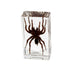 Real Tarantula in Acrylic Display