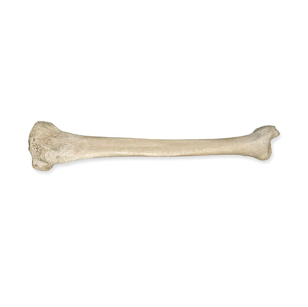 Real Human Tibia Bone Sword