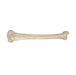 Real Human Tibia