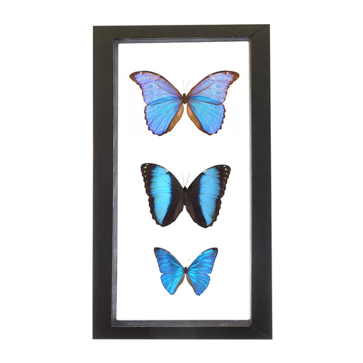 Real Morpho Butterflies in Black Frame - Set of 3