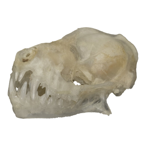 Real Javan Mastiff Bat Skull