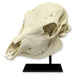 Replica Two-headed Calf Skull