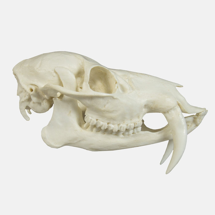 Replica Chinese Water Deer Skull