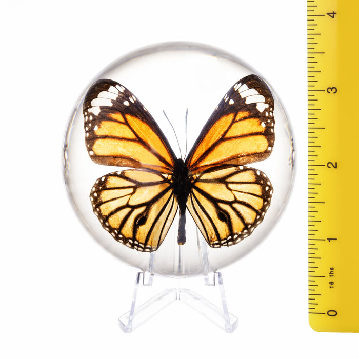 Real Common Tiger Butterfly in Acrylic Dome Paperweight