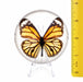 Real Common Tiger Butterfly in Acrylic Dome Paperweight