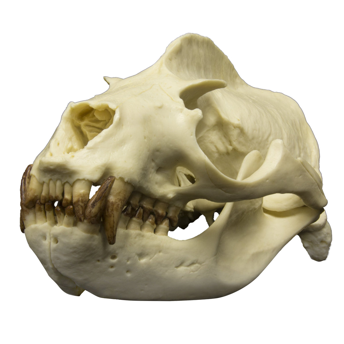 lion teeth skull