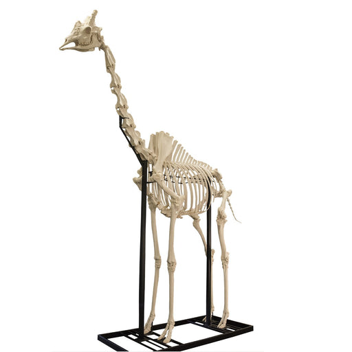 Real Giraffe Skeleton - (Articulated - 13'7")