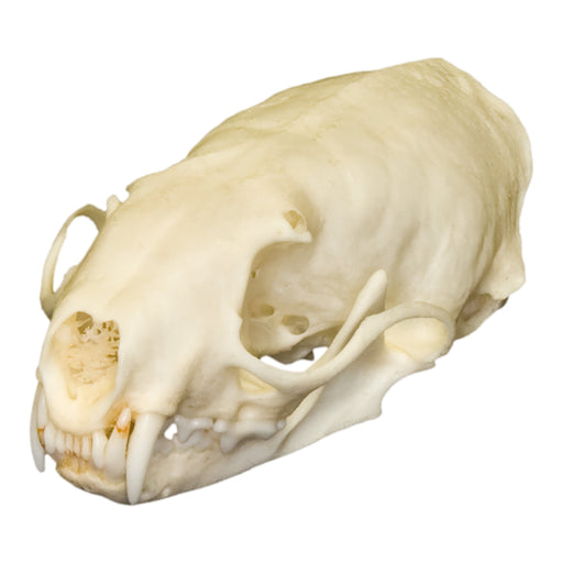 Real Weasel Skull