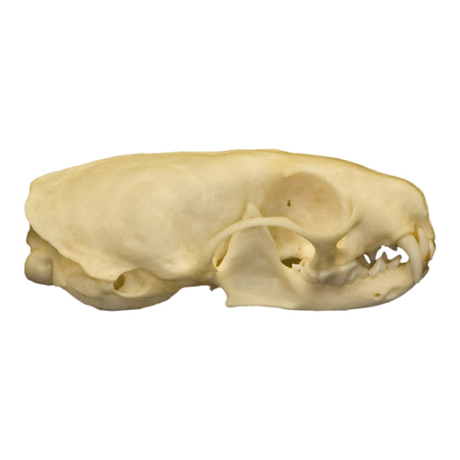 Real Weasel Skull