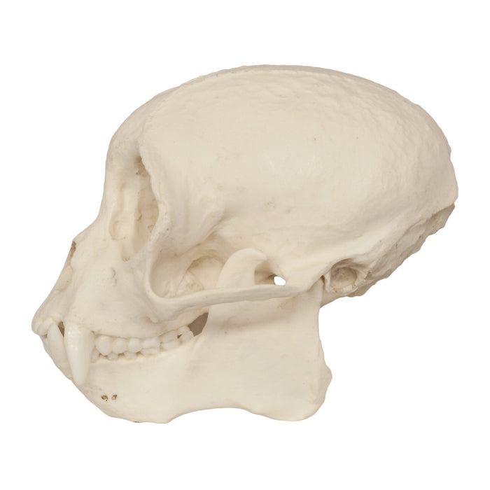 Replica Weeping Capuchin Monkey Skull