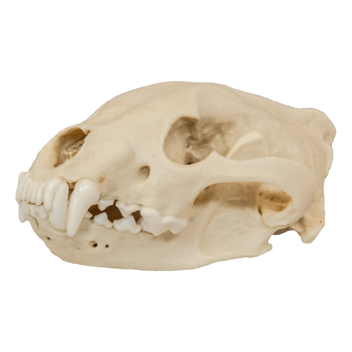 Replica Wolverine Skull