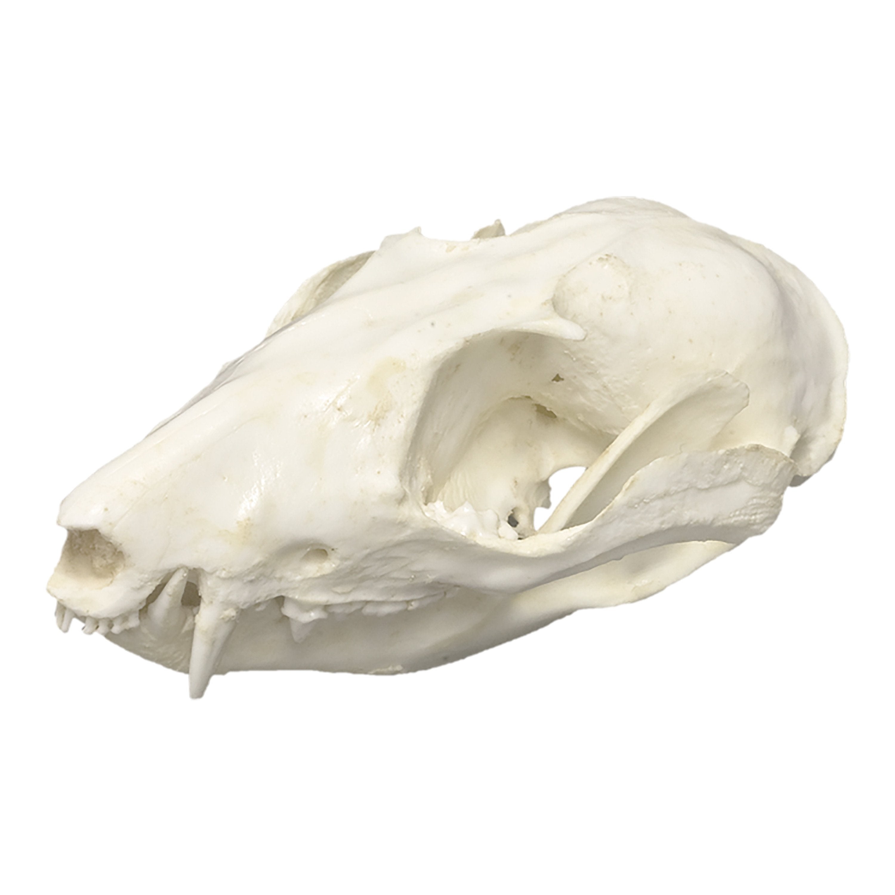 opossum skull anatomy